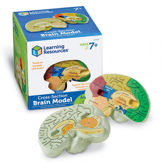 Modelo 3D Cerebro Humano